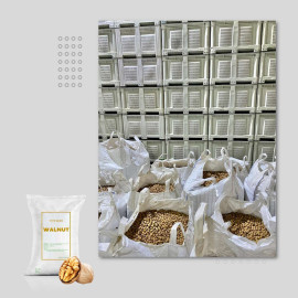 CHILEAN WALNUT – WHOLESALE NATURAL, HIGH-QUALITY SERR & CHANDLER WALNUT VARIETIES